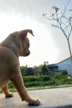 a brown dog standing on top of a cement slab