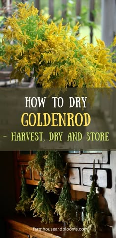 two pictures of goldenrod, one in the fresh form, and one of drying bundles Medicinal Herbs Remedies, Medicinal Wild Plants, Preserving Herbs, Medicinal Herbs Garden, Harvesting Herbs, Edible Wild Plants, Mountain Rose Herbs, Herbal Apothecary, Natural Healing Remedies