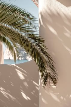 the shadow of a palm tree on a white wall with water and sky in the background