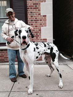 a man standing next to a dalmatian dog on a sidewalk with it's tongue hanging out