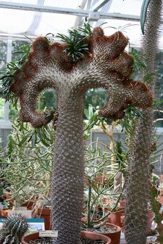 some very pretty looking plants in a big glass house with the caption that reads, 11 crested madagascaran palm not a plant you want to bump into