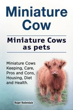 miniature cows as pets miniture cows keeping, care, housing, diet and health