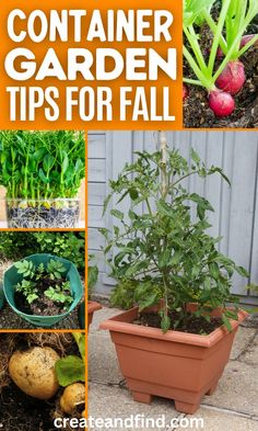 Collage of fall garden vegetables to grow in pots. Garden Vegetables To Grow, Vegetables To Grow In Pots, Best Vegetables To Grow, Preserving Vegetables, Grow A Garden, Gardening Tips For Beginners, Growing Vegetables In Pots, Best Vegetables, Fall Produce