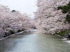 the trees are blooming along the river