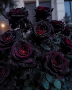 some very pretty dark colored roses in front of a building with red light on it