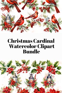 the christmas cardinal watercolor clipart bundle is shown with holly, mist and red berries