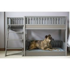 a dog laying on top of a bunk bed