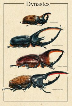 four different types of beetles on a white background with the words dymastes