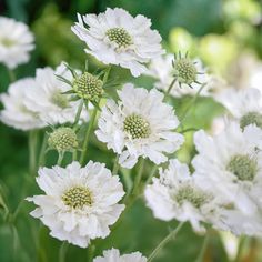 some white flowers with green centers in the middle