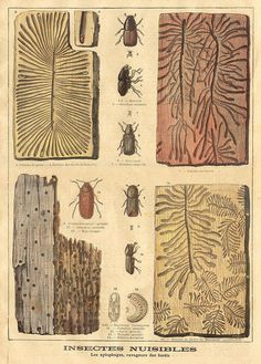 four different types of bugs and other insect species on display in an antique book page