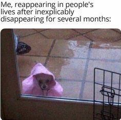 a dog in a pink hoodie looking through a glass door with the caption, when you're at a home visit and the person is taking forever to open the door