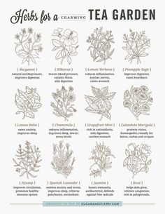 herbs for a tea garden poster with instructions on how to use them in the kitchen