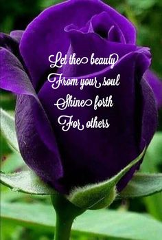 a purple rose with the words let the beauty from your soul shines forth for others