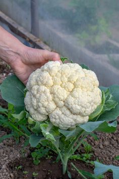 a person holding a head of cauliflower in their hand on top of the ground