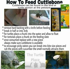 how to feed cuttlebones in the wild with pictures and instructions on it