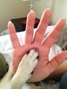 a person is holding their dog's hand up in the air while laying down