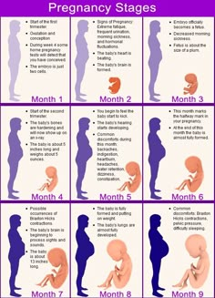 the stages of pregnant women's development