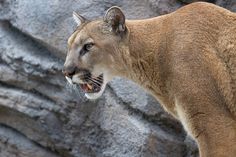 a mountain lion with it's mouth open standing in front of a rock wall