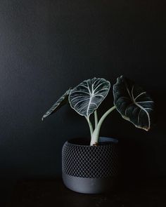 a green plant in a black pot on a dark surface with light coming from behind it