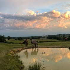 two horses standing next to each other near a body of water with ducks in it