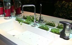 a sink with plants growing in it and water running from the faucet to the sink