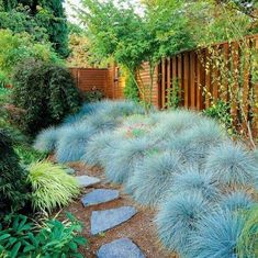 a garden with blue plants and wooden fence