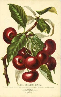 an antique print of cherries on a branch with leaves and berries in the foreground