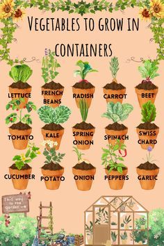 an illustrated poster showing the different types of vegetables to grow in containers