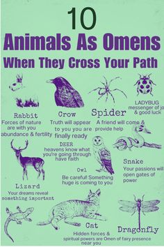 Can you identify animals as omens when they cross your path? Watch out for these 10 harbingers of change! Animals As Omens, Animal Omens, 10 Animals, Animal Meanings, Animal Spirit Guides, Animal Spirit