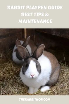 two rabbits sitting next to each other with the words rabbit playpen guide best tips and maintenance