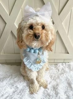 a small dog wearing a blue and white bow tie sitting on top of a bed