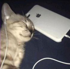 a cat laying next to an apple computer