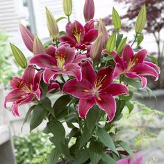 a vase filled with pink lilies sitting on top of a window sill in front of a house