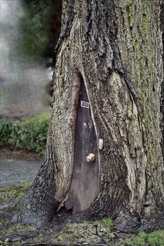 a tree with a hole in the bark