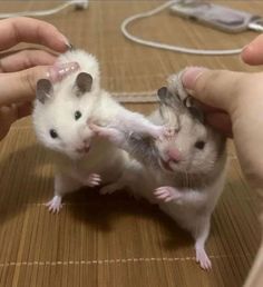 two small white and gray mice being held by someone's hands on a table