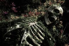 a skeleton laying in the grass with flowers around it