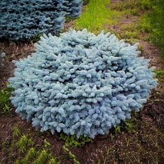 several blue bushes in the grass near each other