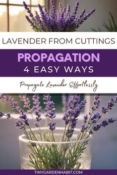 lavender flowers in a vase with the title lavender from cuttings propagation 4 easy ways