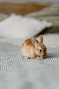 a small brown rabbit sitting on top of a bed