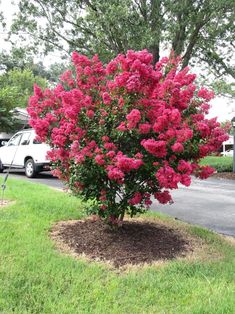 a tree with pink flowers in the middle of a grassy area next to a street