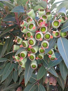 a bunch of green leaves hanging from a tree with lots of buds on it's branches