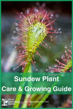 The sundew plant is a unique and functional houseplant that catches insects and can aid in respiratory health. They thrive with bright light, proper soil, and humidity. Easy to grow and maintain, these plants add a fascinating touch to any home. Learn more at Smart Garden and Home.