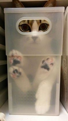 a cat peeking out from behind a plastic box with its paws in the bottom half