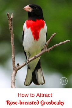 a red, white and black bird sitting on a branch with green leaves in the background