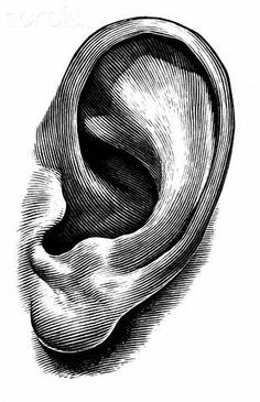 an ear is shown in this black and white drawing by artist mark mcroe