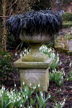 a stone planter with black and white flowers in the foreground, surrounded by snowdrops