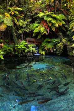 many fish are swimming in the water surrounded by trees and plants on either side of the pond