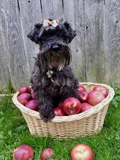 a dog sitting in a basket full of apples