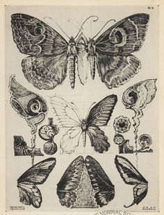 an image of butterflies and other insects