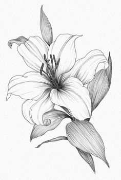 a black and white drawing of a flower